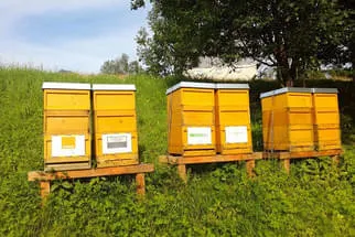 Bienenjahr '18 Bild 158