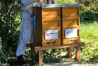 Bienenjahr '18 Bild 97