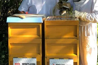 Bienenjahr '18 Bild 96