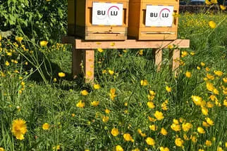 Bulu Bild 9