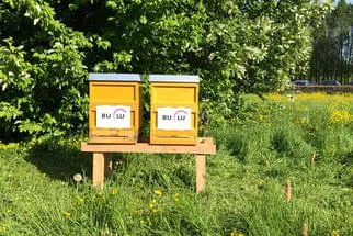 Bulu Bild 17
