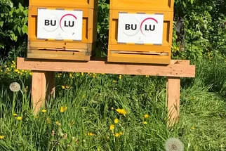 Bulu Bild 15