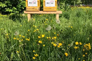 Bulu Bild 20