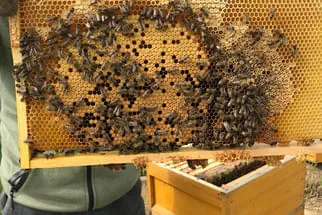 Bäckerei Staib Bild 10