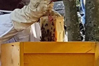 So arbeitet der Imker  Bild 58