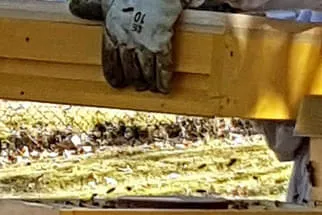 So arbeitet der Imker  Bild 41
