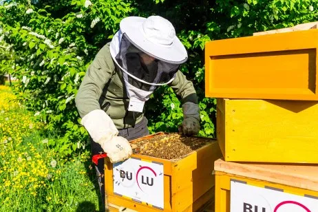 Bei-BuLu-summts-jetzt-auch-