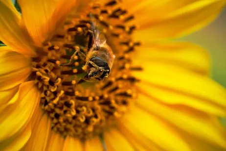 Weltbienentag